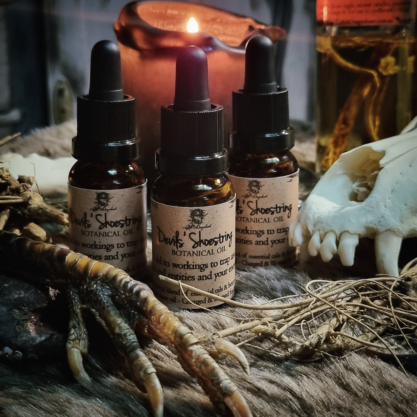 Devils Shoestring Oil